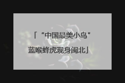 “中国最美小鸟”蓝喉蜂虎现身闽北