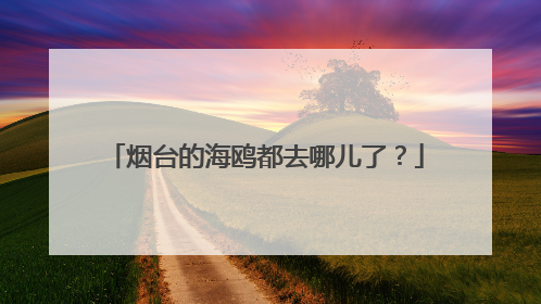 烟台的海鸥都去哪儿了？
