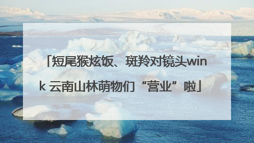 短尾猴炫饭、斑羚对镜头wink 云南山林萌物们“营业”啦