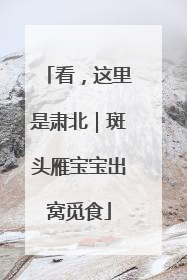 看，这里是肃北｜斑头雁宝宝出窝觅食