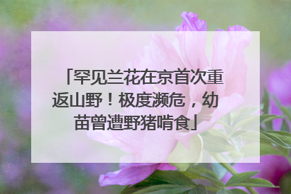 罕见兰花在京首次重返山野！极度濒危，幼苗曾遭野猪啃食