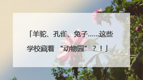 羊驼、孔雀、兔子……这些学校藏着 “动物园”？！