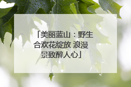 美丽蓝山：野生合欢花绽放 浪漫景致醉人心