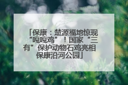 保康：楚源福地惊现“嘎嘎鸡”！国家“三有”保护动物石鸡亮相保康沿河公园
