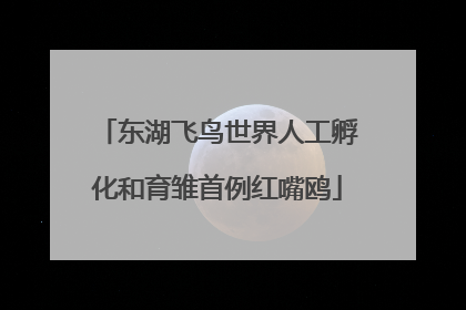 东湖飞鸟世界人工孵化和育雏首例红嘴鸥