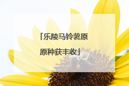 乐陵马铃薯原原种获丰收