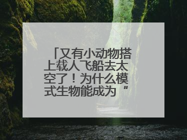 又有小动物搭上载人飞船去太空了！为什么模式生物能成为“探索代表”？
