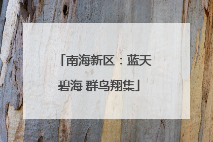 南海新区：蓝天碧海 群鸟翔集