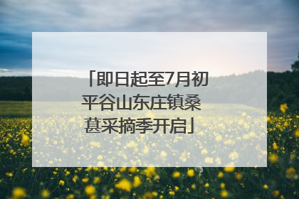 即日起至7月初 平谷山东庄镇桑葚采摘季开启