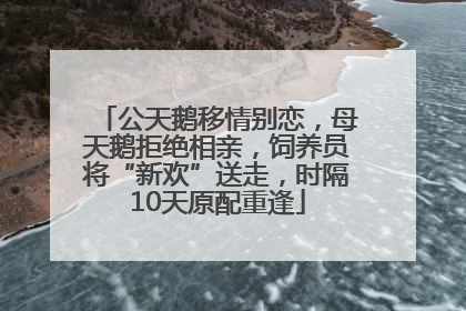 公天鹅移情别恋，母天鹅拒绝相亲，饲养员将“新欢”送走，时隔10天原配重逢