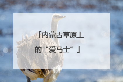 内蒙古草原上的“爱马士”