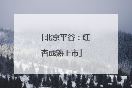 北京平谷：红杏成熟上市