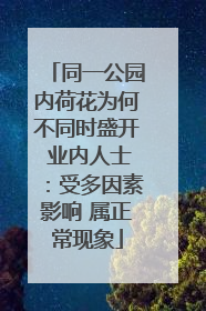同一公园内荷花为何不同时盛开 业内人士：受多因素影响 属正常现象