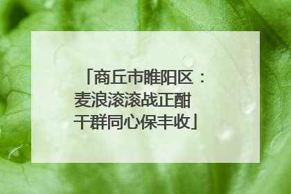 商丘市睢阳区：麦浪滚滚战正酣 干群同心保丰收