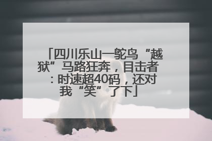 四川乐山一鸵鸟“越狱”马路狂奔，目击者：时速超40码，还对我“笑”了下