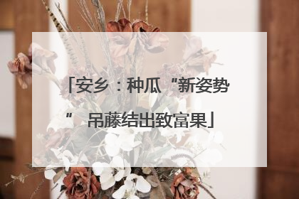 安乡：种瓜“新姿势” 吊藤结出致富果