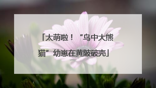 太萌啦！“鸟中大熊猫”幼崽在黄陂破壳