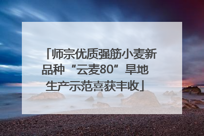 师宗优质强筋小麦新品种“云麦80”旱地生产示范喜获丰收