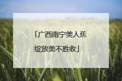 广西南宁美人蕉绽放美不胜收