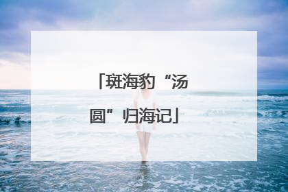 斑海豹“汤圆”归海记