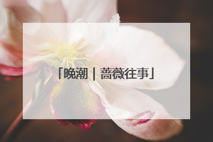 晚潮｜蔷薇往事