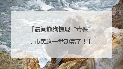 晨间遛狗惊现“毒株”，市民这一举动亮了！
