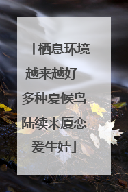 栖息环境越来越好 多种夏候鸟陆续来厦恋爱生娃