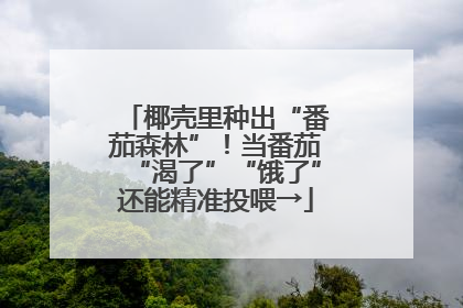 椰壳里种出“番茄森林”！当番茄“渴了”“饿了”还能精准投喂→