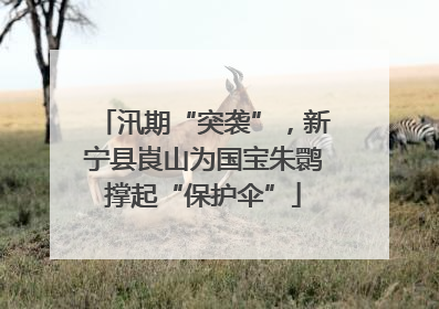 汛期“突袭”，新宁县崀山为国宝朱鹮撑起“保护伞”