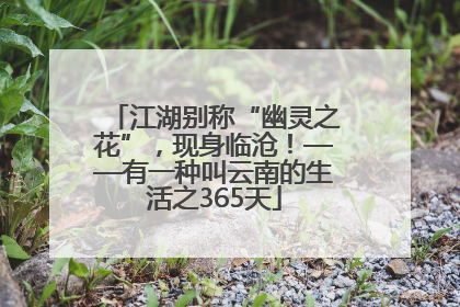 江湖别称“幽灵之花”，现身临沧！——有一种叫云南的生活之365天