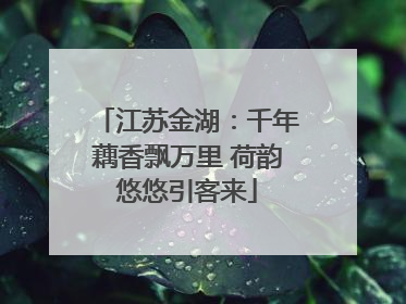 江苏金湖：千年藕香飘万里 荷韵悠悠引客来