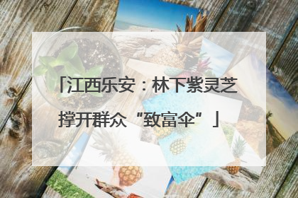 江西乐安：林下紫灵芝撑开群众“致富伞”
