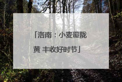 洛南：小麦覆陇黄 丰收好时节