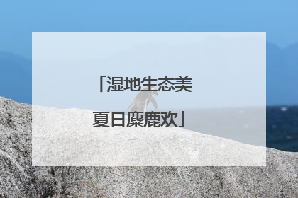 湿地生态美 夏日麋鹿欢