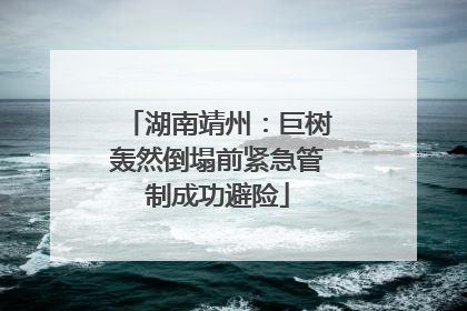 湖南靖州：巨树轰然倒塌前紧急管制成功避险