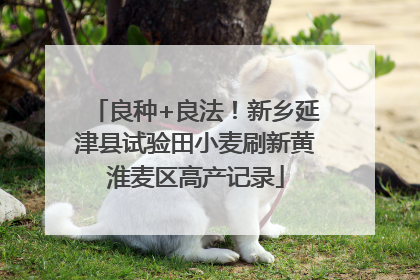 良种+良法！新乡延津县试验田小麦刷新黄淮麦区高产记录