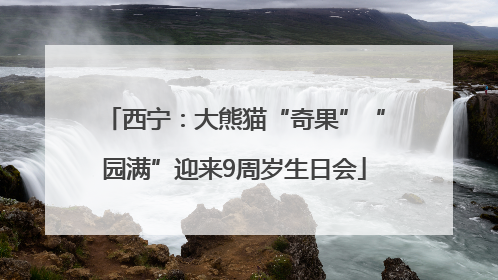 西宁：大熊猫“奇果”“园满”迎来9周岁生日会