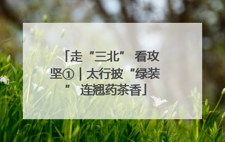 走“三北” 看攻坚①｜太行披“绿装” 连翘药茶香