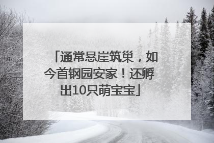 通常悬崖筑巢，如今首钢园安家！还孵出10只萌宝宝