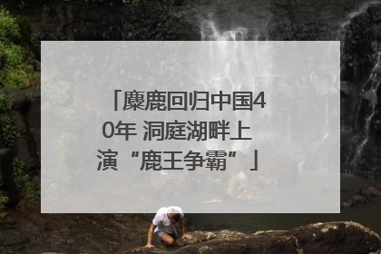 麋鹿回归中国40年 洞庭湖畔上演“鹿王争霸”